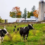 Dairy Farmers of America and Select Milk $34.4 Million Settlement