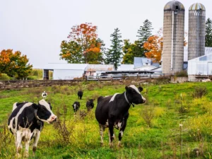 Dairy Farmers of America and Select Milk $34.4 Million Settlement