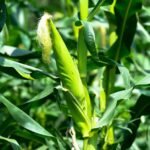 IRS 45Z Clean Fuel Credit: Notice for Biofuel Producers