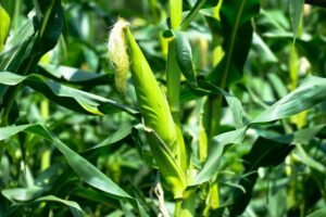IRS 45Z Clean Fuel Credit: Notice for Biofuel Producers
