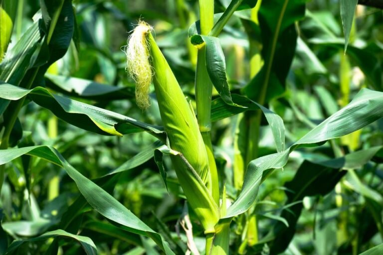 IRS 45Z Clean Fuel Credit: Notice for Biofuel Producers
