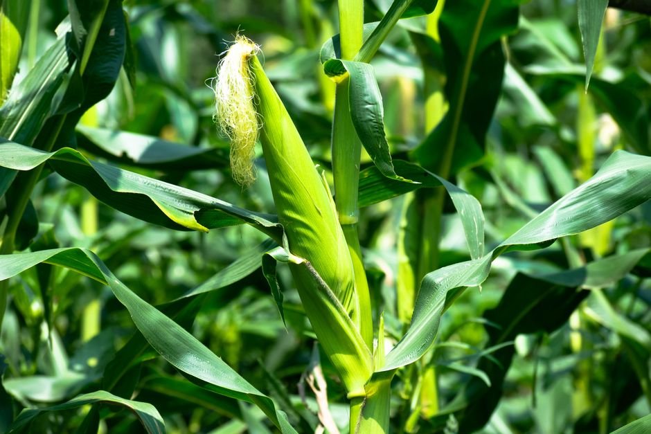 IRS 45Z Clean Fuel Credit: Notice for Biofuel Producers