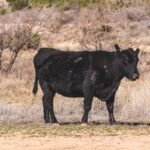 IRS Drought Tax Relief Extended for Farmers, Ranchers