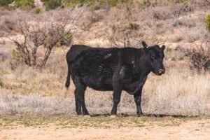 IRS Drought Tax Relief Extended for Farmers, Ranchers