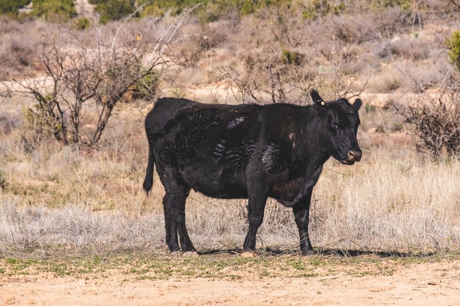 IRS Drought Tax Relief Extended for Farmers, Ranchers